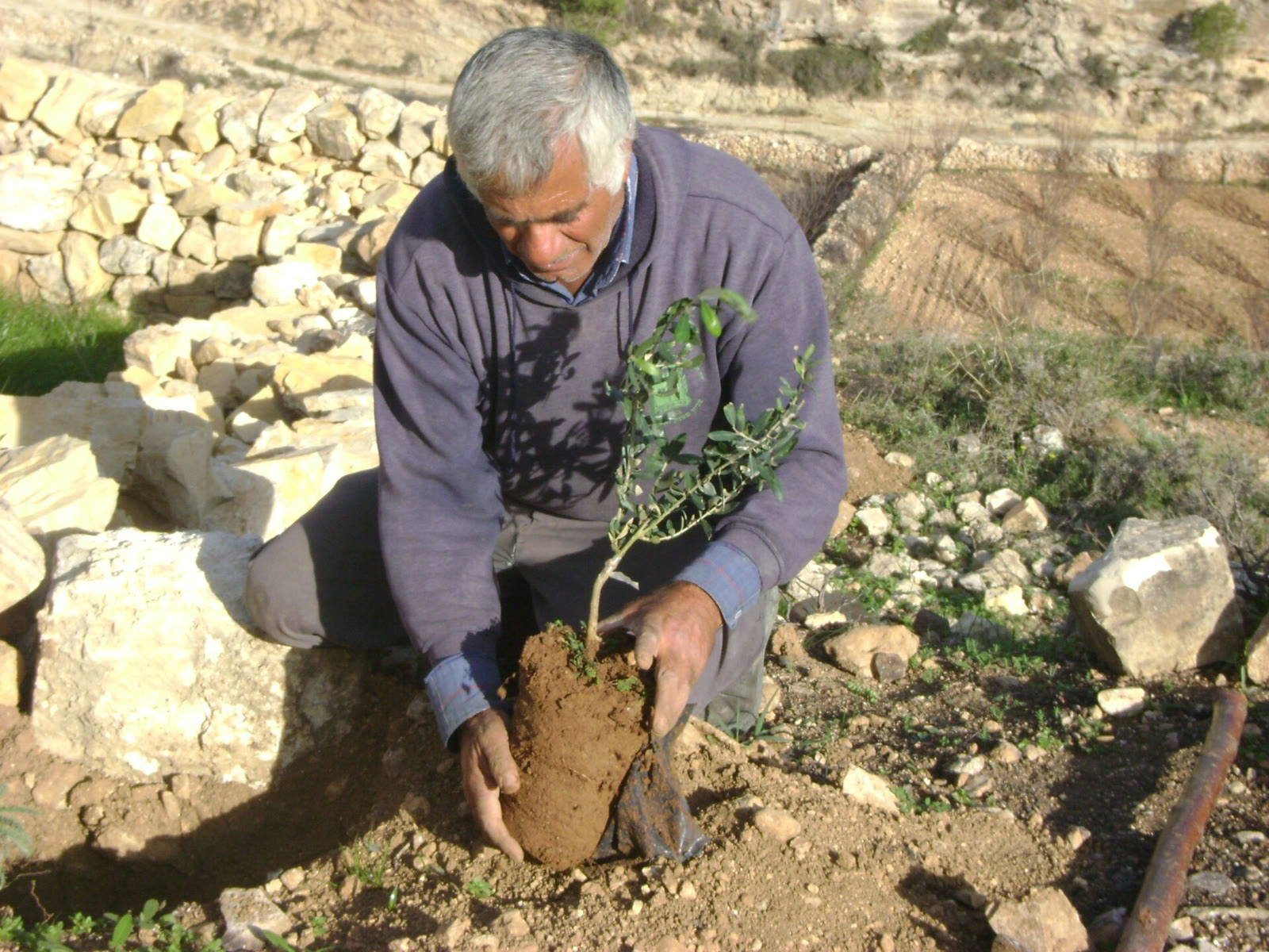 A Palestinian farmer plants an olive tree (archive)