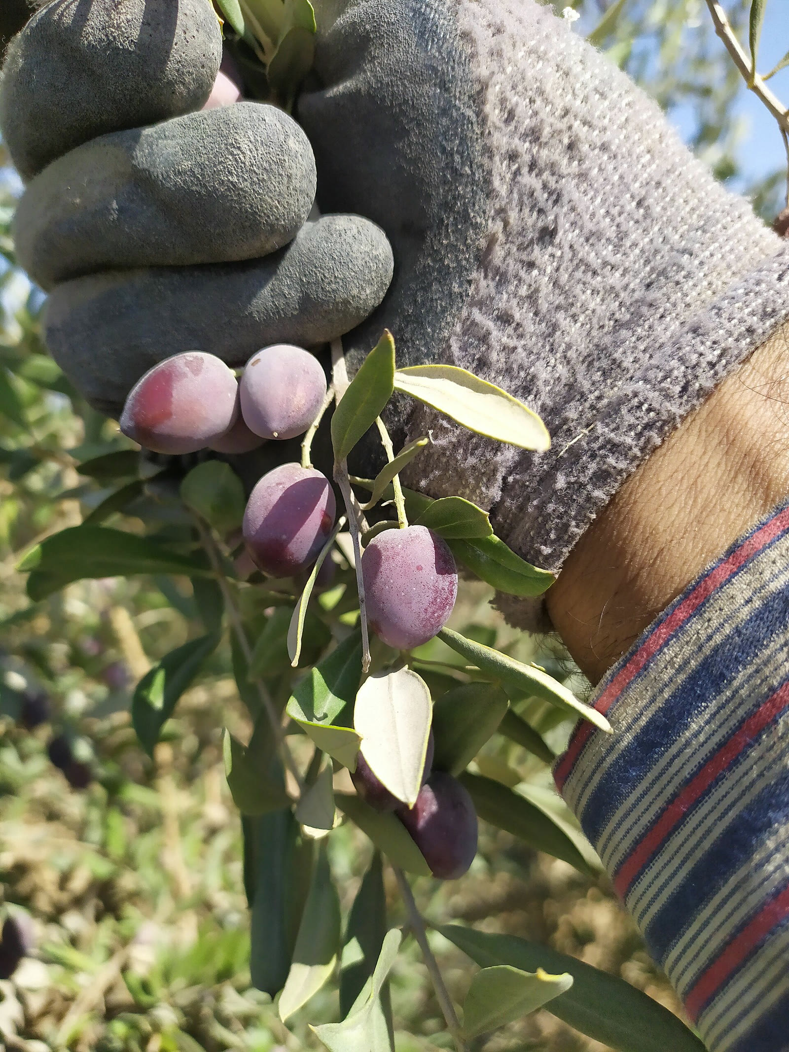 Batı Şeria'da zeytin hasadı (arşiv)