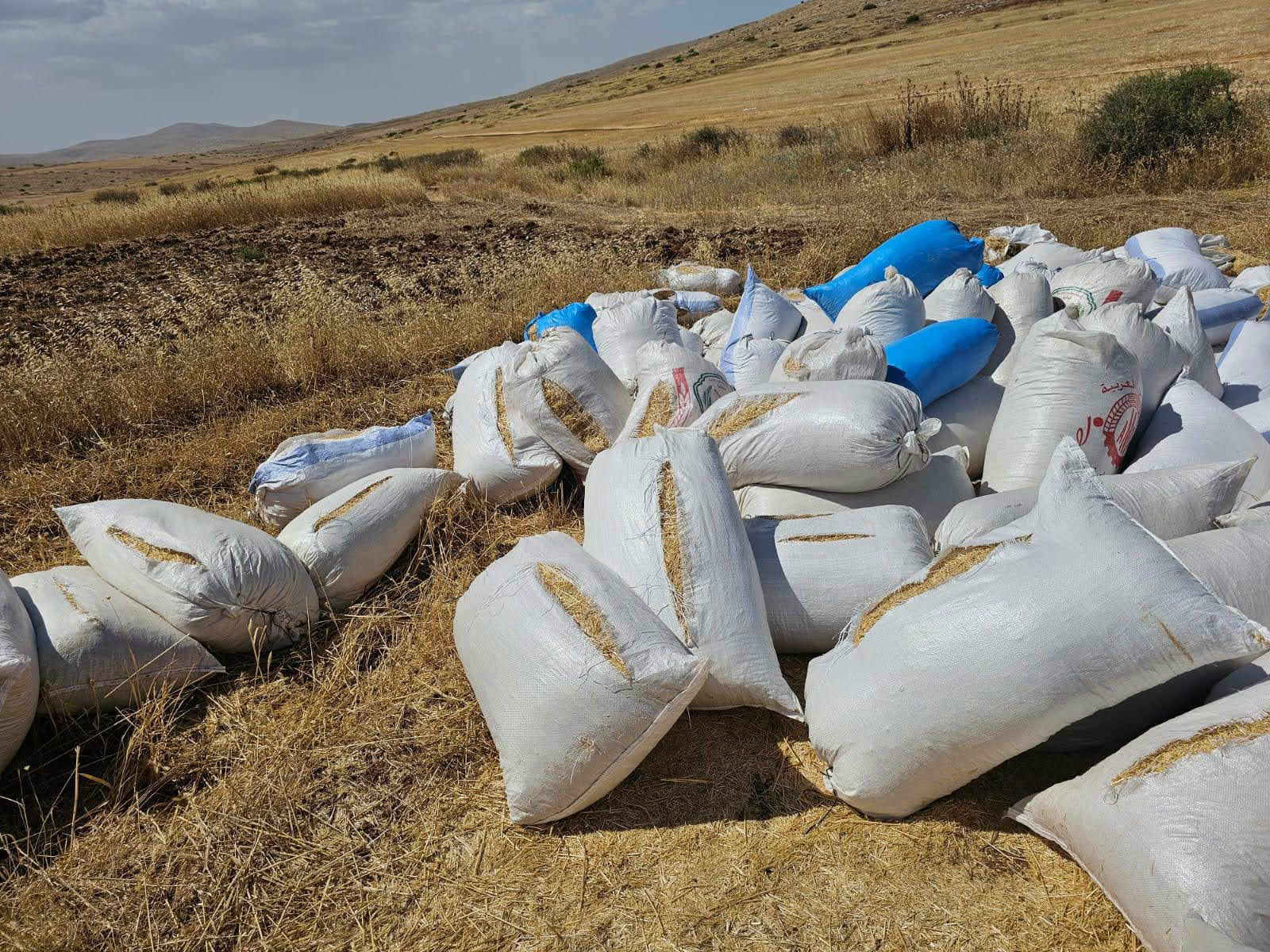 أكياس تبن تعود لفلسطينيين أضرّ بها مستوطنون في الضفة الغربية (أرشيف)