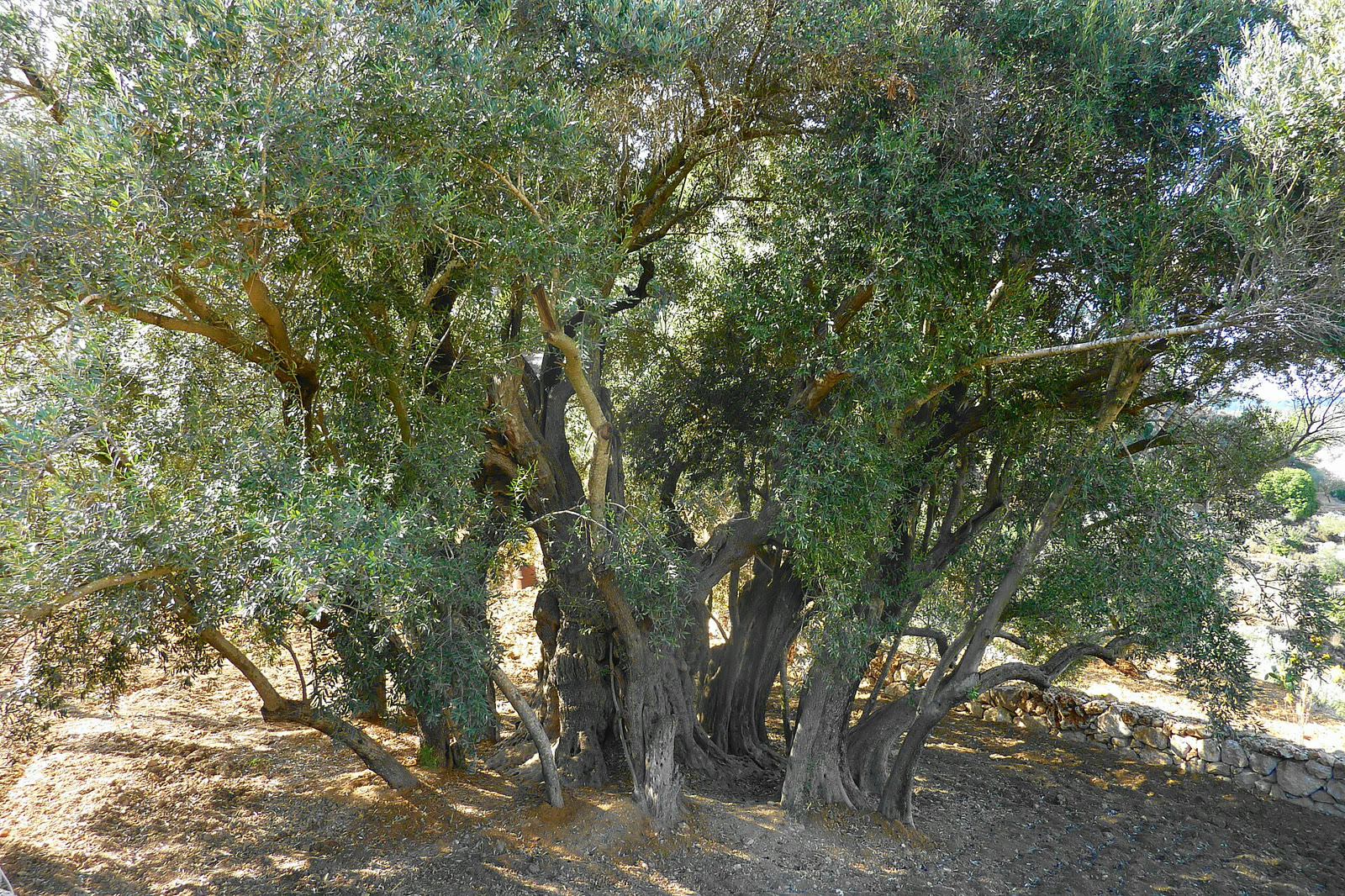 Asırlık bir zeytin ağacı (temsili)
