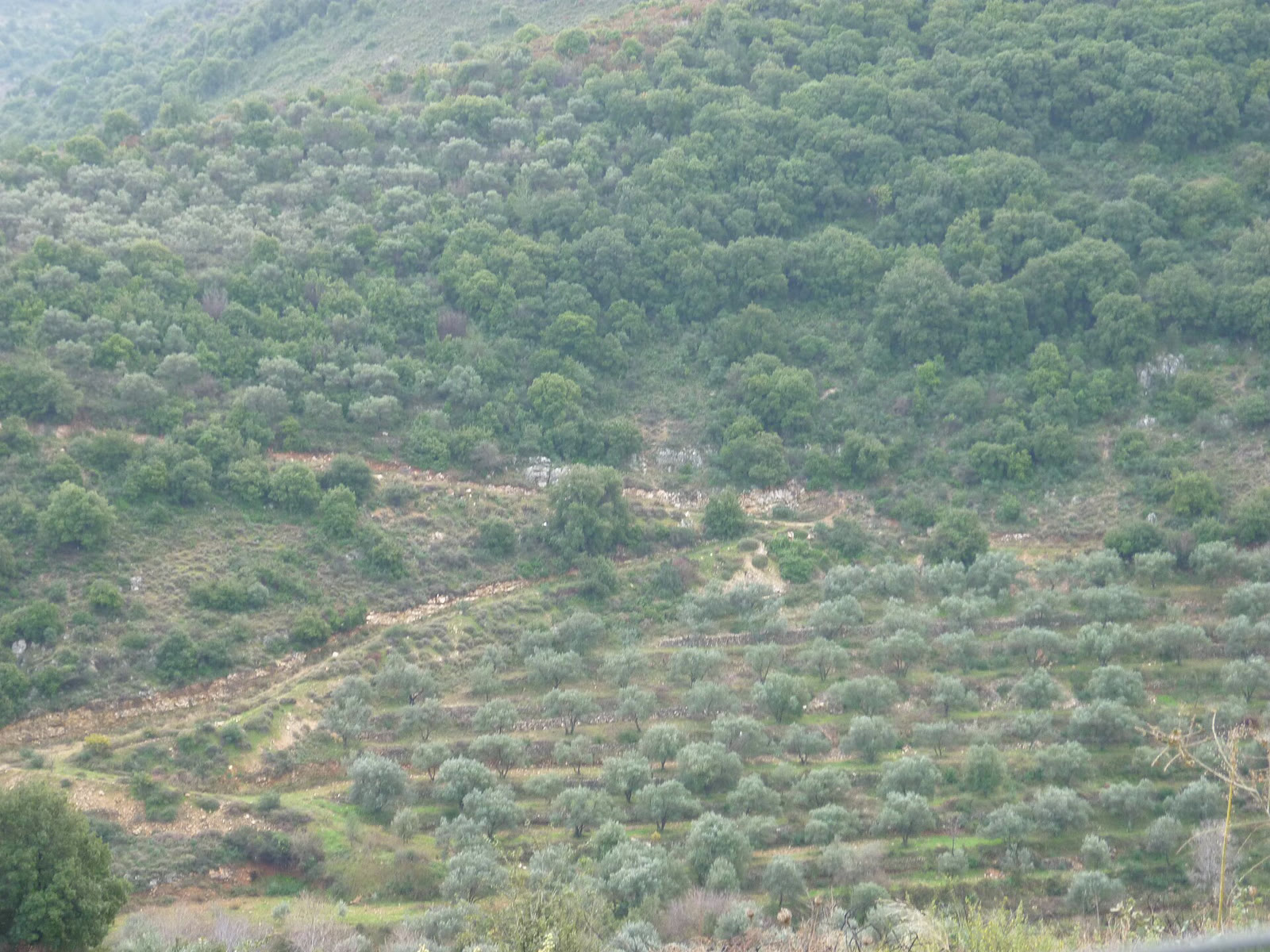 بساتين الزيتون الممتدة على المنحدرات في لبنان (أرشيف)