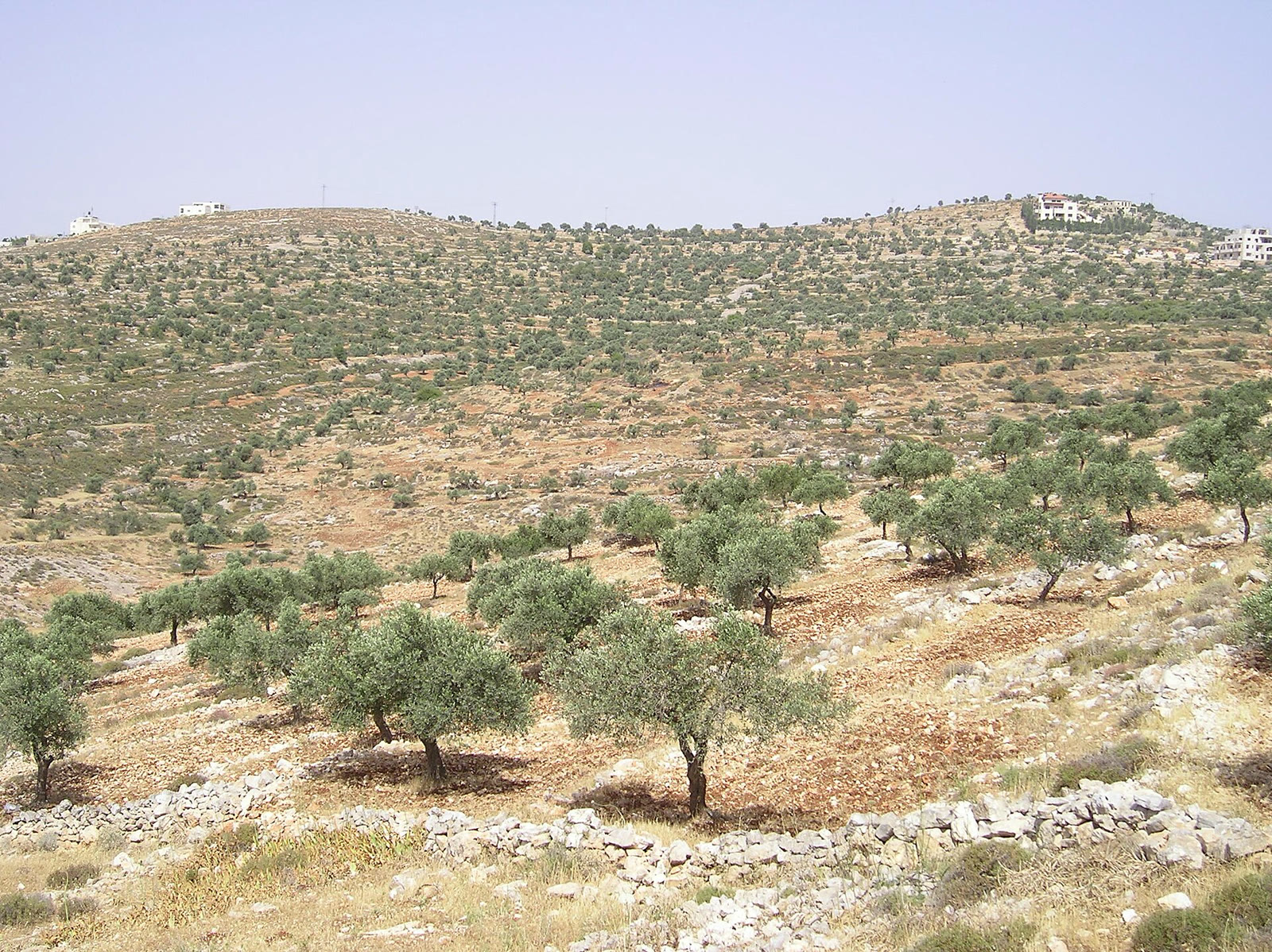 Tayibe çevresindeki zeytinlikler (arşiv)